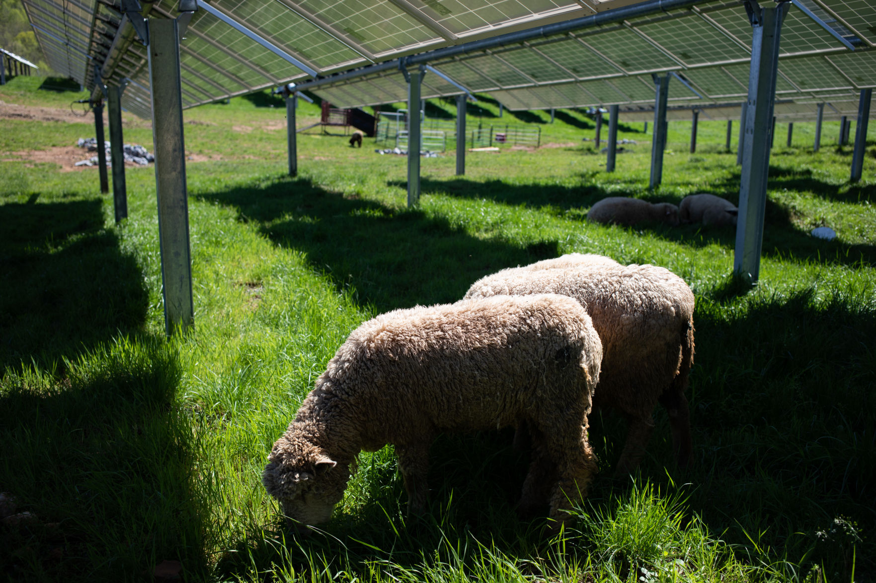 Sheep Farm_11.jpg